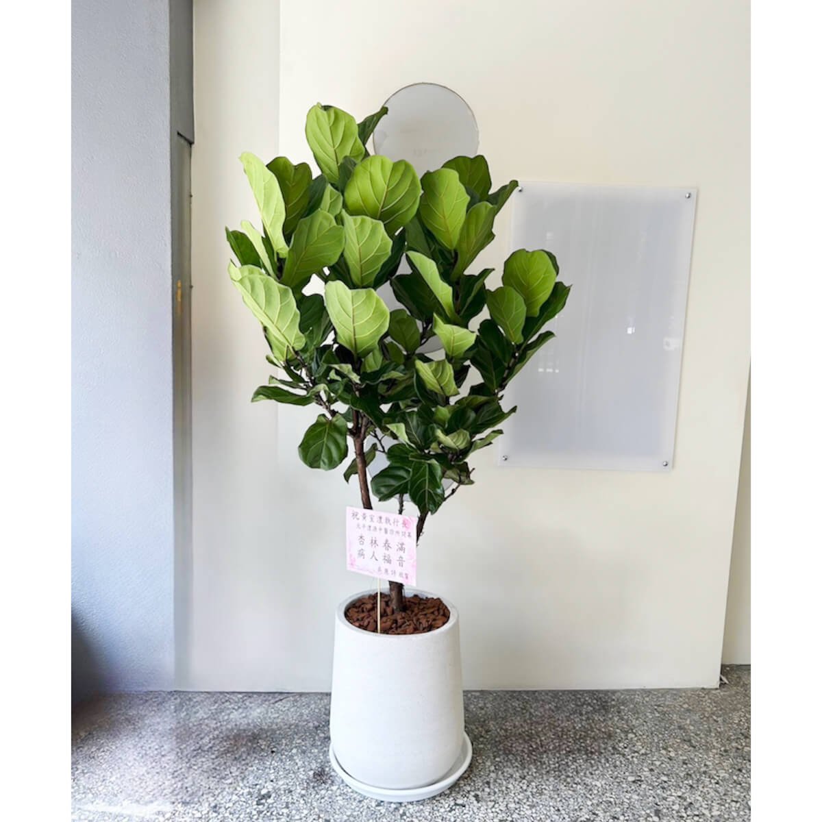 盆栽| Alice Flower Shop 愛麗絲工作花坊｜台中鮮花永生乾燥花店