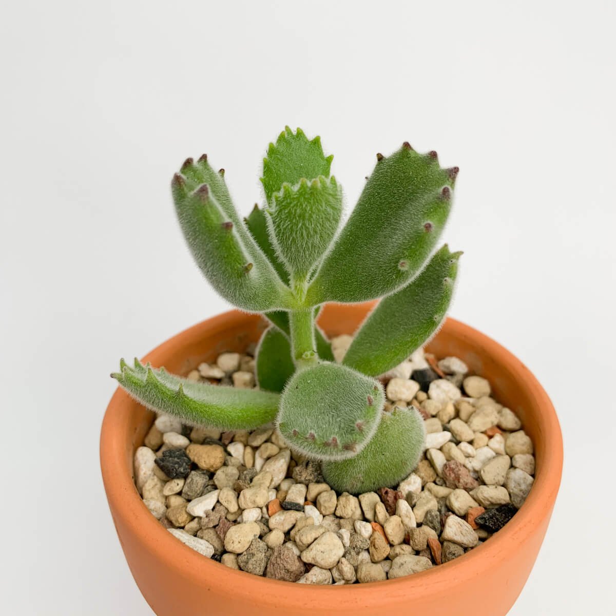 熊童子| Alice Flower Shop 愛麗絲工作花坊｜台中鮮花永生乾燥花店